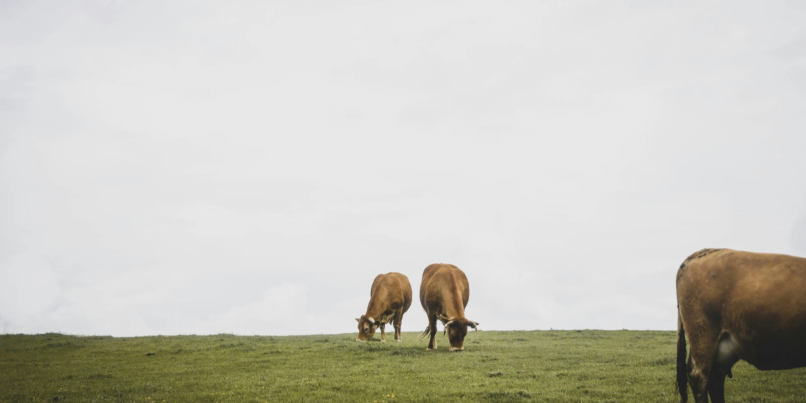 Les Attendus de Parcoursup pour une Licence LLCER Anglais