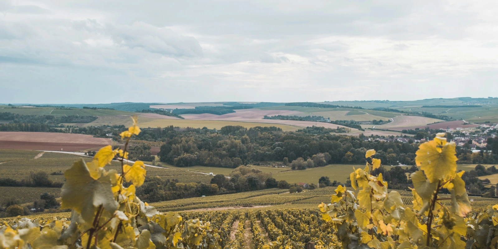 Les Parcours Professionnalisants en Licence LLCER